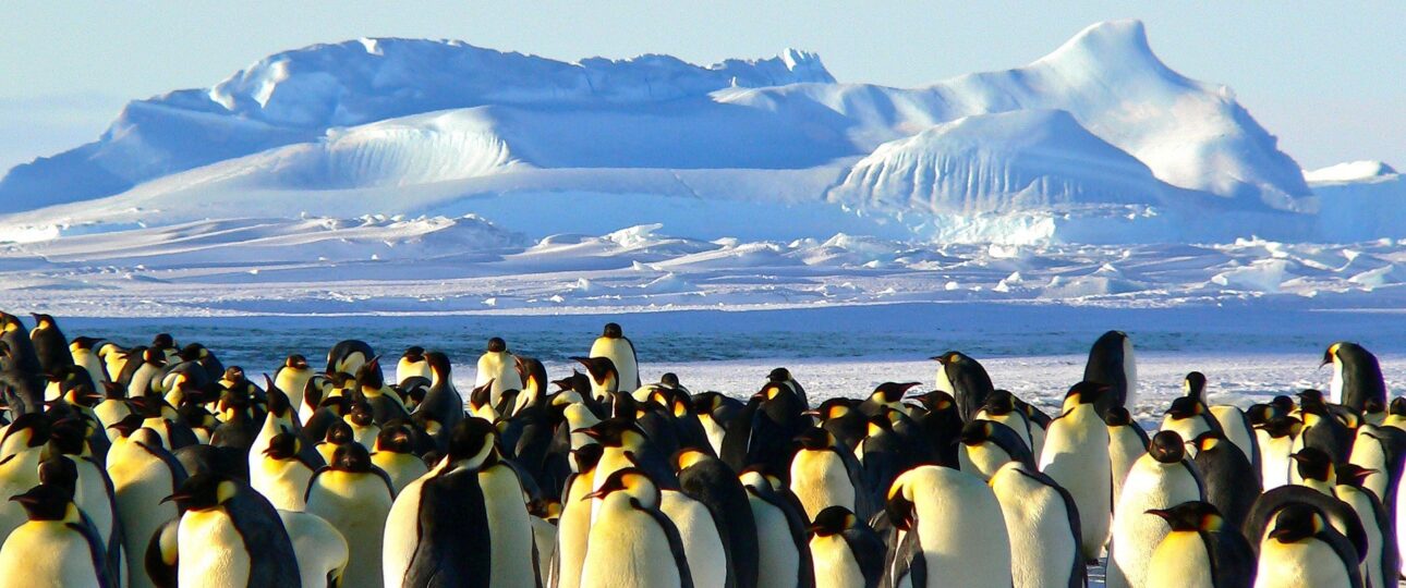 Emperor penguins, Antartica