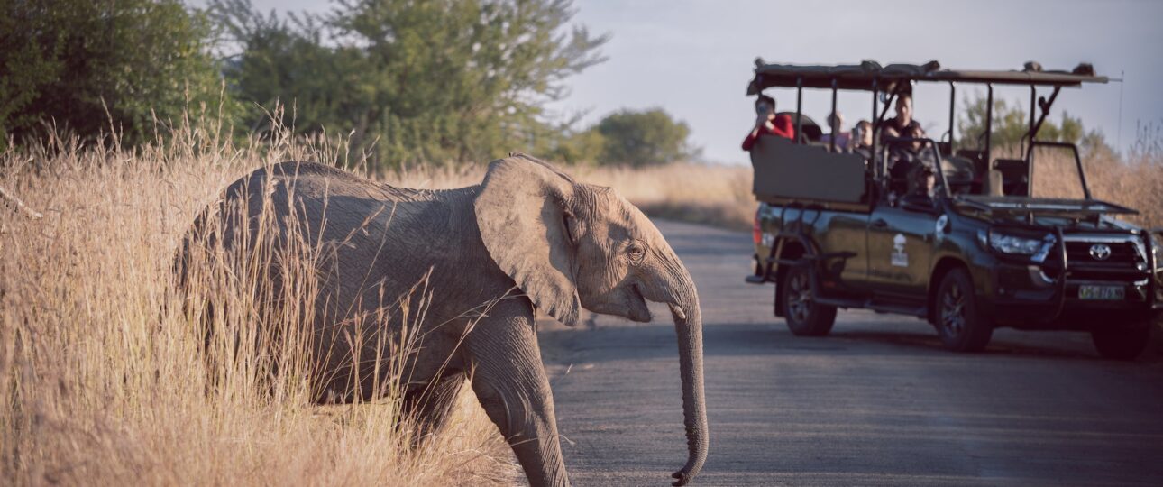 Safari elephant