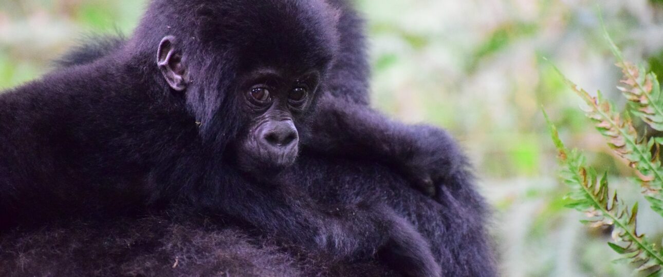 Uganda mountain gorillas