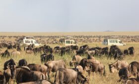 Wildebeest migration safari