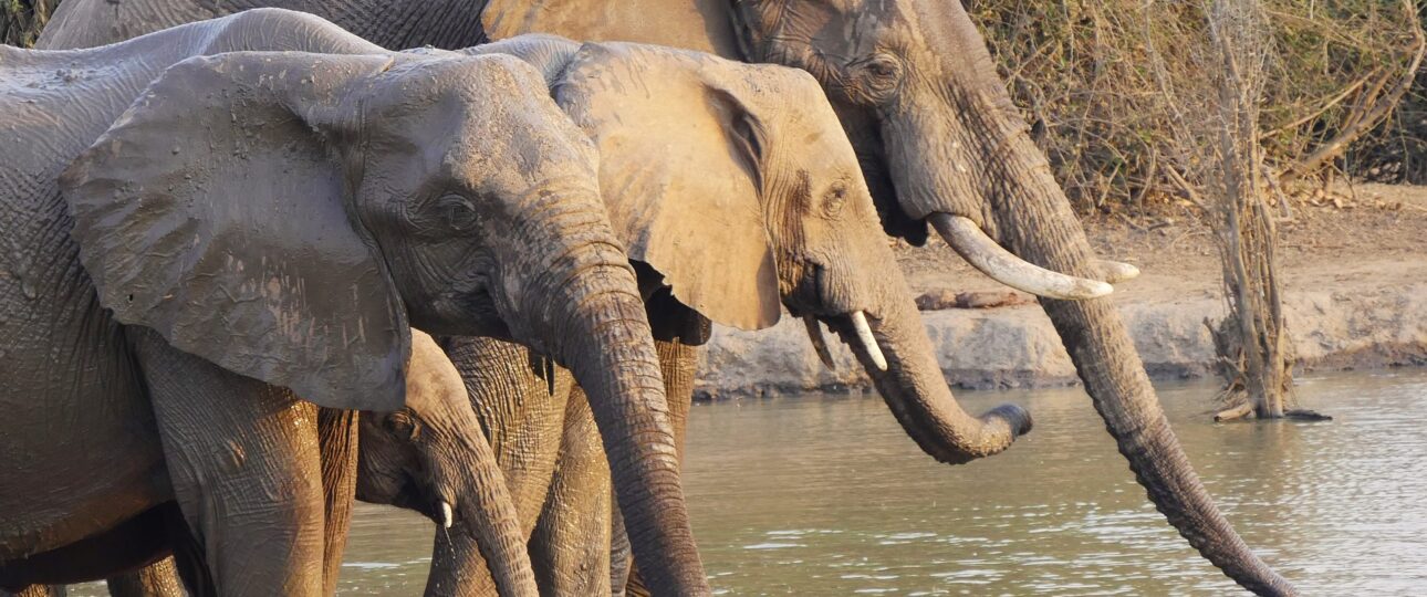 Elephants Zambia