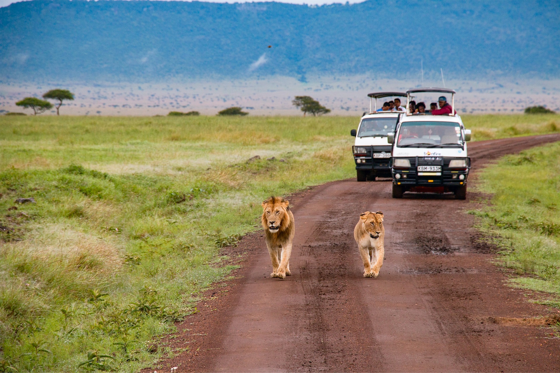 Kenya, masai mara national reserve, safari lions